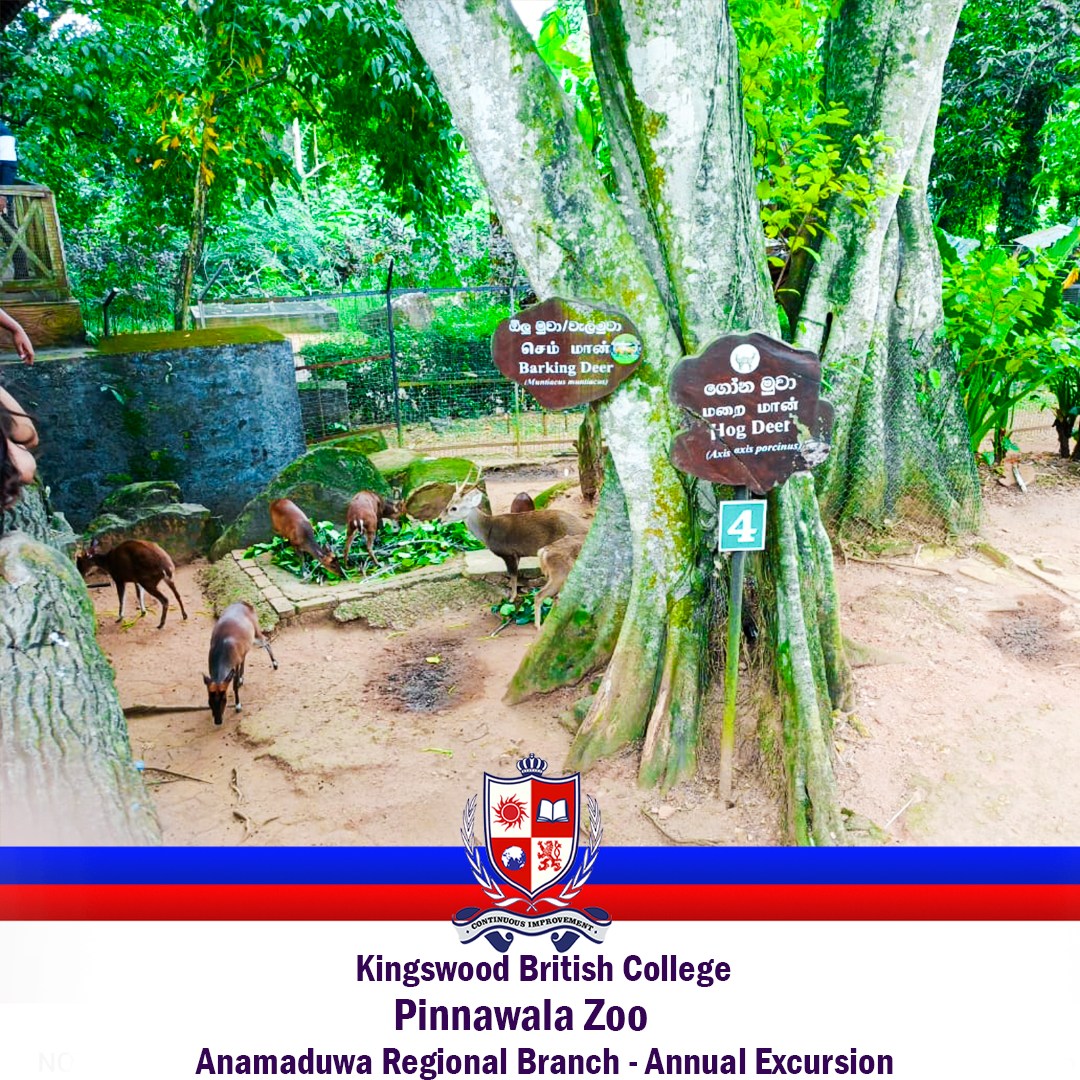 Annual Excursion 2025 – Pinnawala Zoo Visit by Kingswood British College, Anamaduwa Branch 1