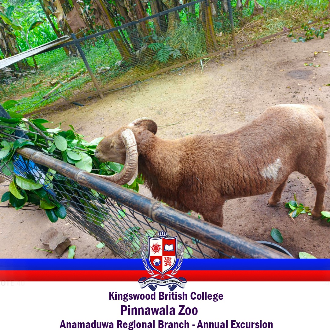 Annual Excursion 2025 – Pinnawala Zoo Visit by Kingswood British College, Anamaduwa Branch 9